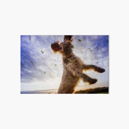 Leaping for clover Spinone Art Board Print