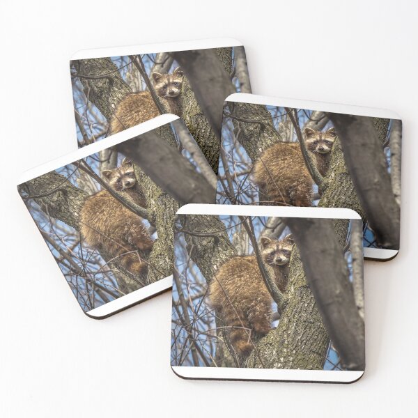 Item preview, Raccoon in a Tree designed and sold by Ian Christopher.