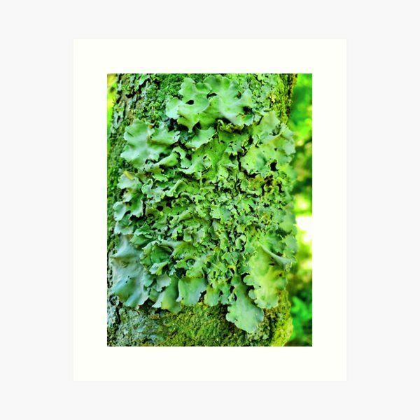 I lichen you 3! Classy Camo Art Print