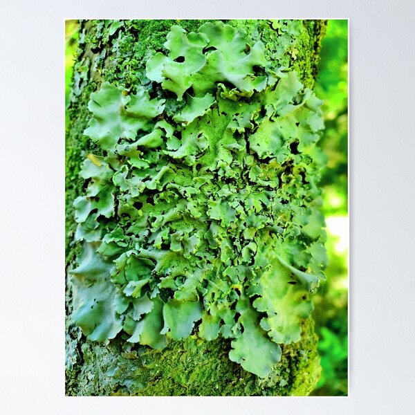 I lichen you 3! Classy Camo Poster