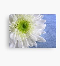 White Chrysanthemum Canvas Print