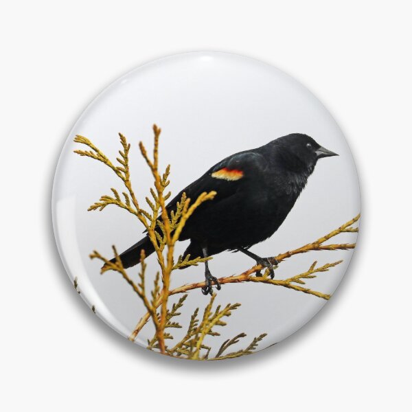 Item preview, Red Winged Blackbird On Cedar designed and sold by Deb Oppermann.