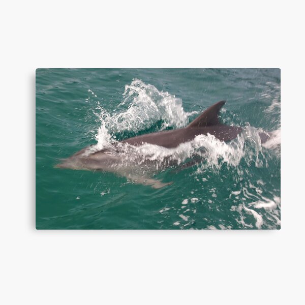 Item preview, Beautiful Tasmania - fun with the dolphins designed and sold by georgieboy98.