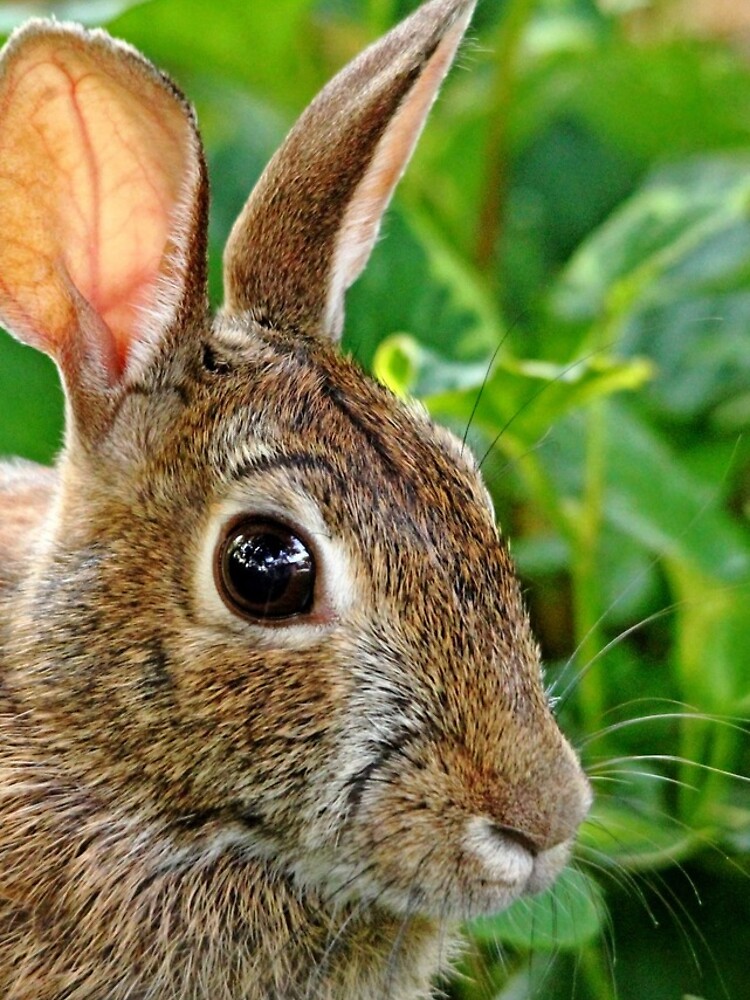 Rabbit Ears by Debbie Oppermann