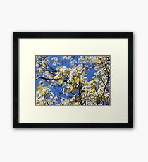 Cherry Blossoms Framed Print