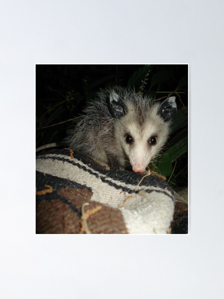 Poster Bebe Opossum Par Maylattanzio Redbubble