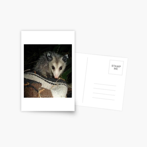 Cartes Postales Sur Le Theme Opossum Redbubble