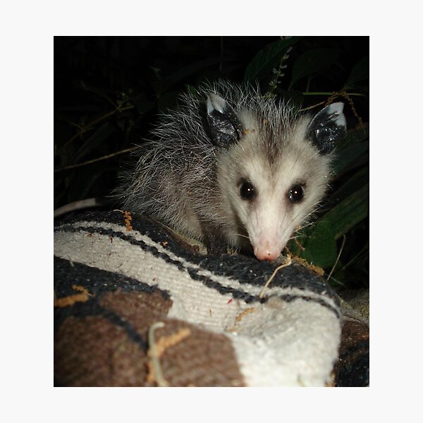 BABY OPOSSUM Photographic Print
