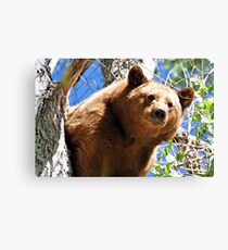 Black Bear cinnamon color variation Canvas Print