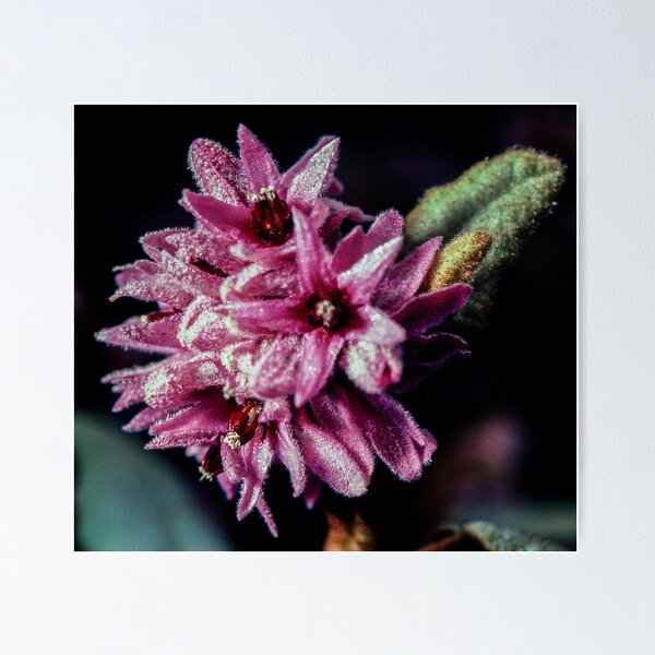 Item preview, Pink fluffy 5 petalled flower Streaky Bay South Australia 19820907 0017 designed and sold by Fred Mitchell.