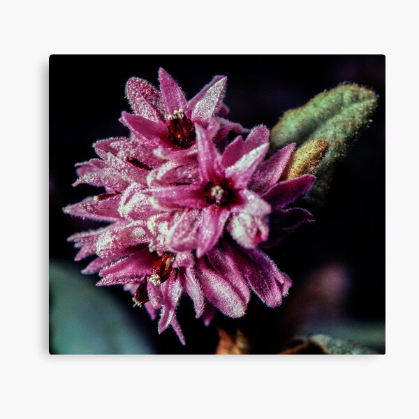 Item preview, Pink fluffy 5 petalled flower Streaky Bay South Australia 19820907 0017 designed and sold by Fred Mitchell.