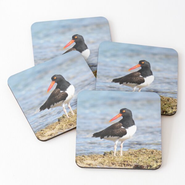 Item preview, American Oyster Catcher designed and sold by Islandjunkie09.