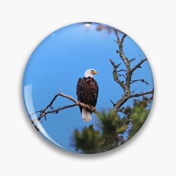 Item preview, Bald Eagle Looking Regal designed and sold by Deb Oppermann.