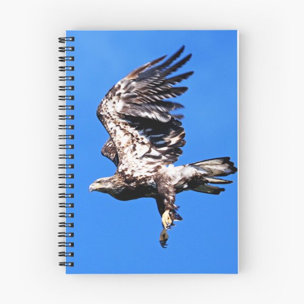 Item preview, Juvenile Bald Eagle Take Off designed and sold by Deb Oppermann.