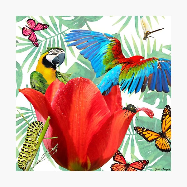 Parrot Surprise Photographic Print