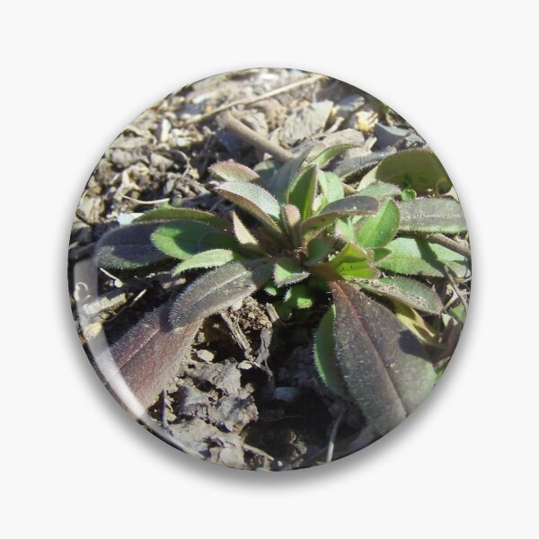 Item preview, Rocky Plant designed and sold by GrudleBay.