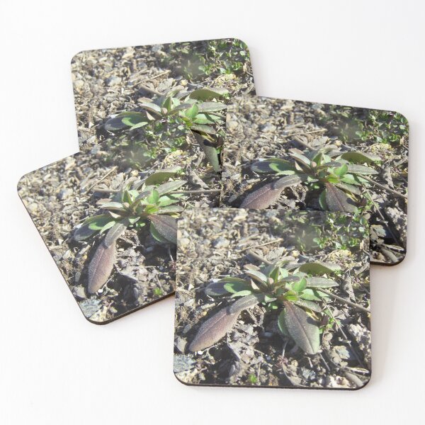 Item preview, Rocky Plant designed and sold by GrudleBay.