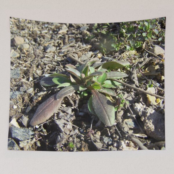 Item preview, Rocky Plant designed and sold by GrudleBay.