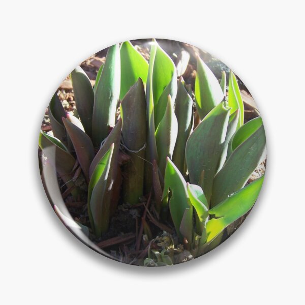 Item preview, Sprouting Tulip Plant designed and sold by GrudleBay.