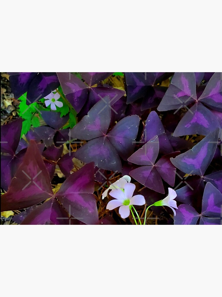 Purple Merlot clover by dreamie09