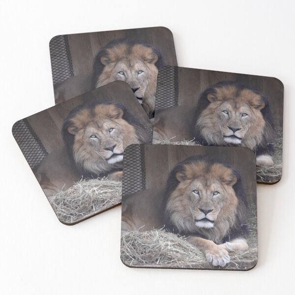 Item preview, Luke the African Lion at the National Zoo designed and sold by Zoo and Nature Photography by Karie.