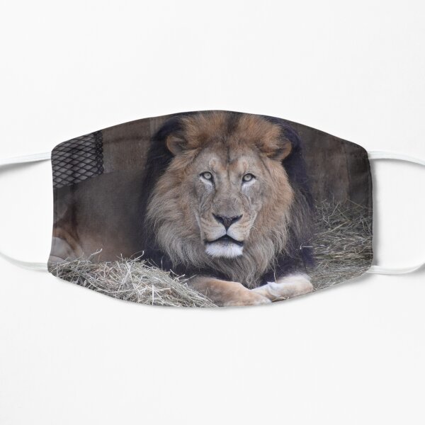 Luke the African Lion at the National Zoo Flat Mask