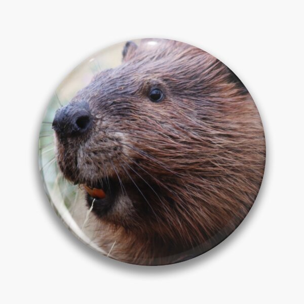 Item preview, North American Beaver designed and sold by Alyce Taylor.