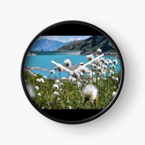 Baumwollgras am Berninapass - Graubünden - die Schweiz Uhr