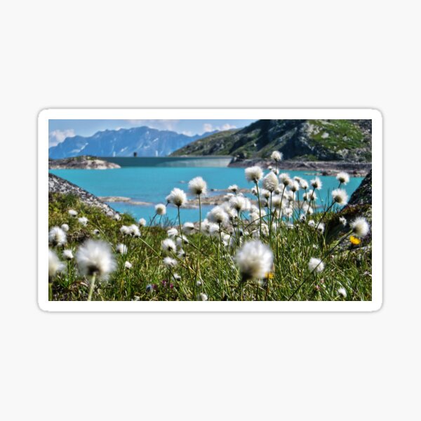 Baumwollgras am Berninapass - Graubünden - die Schweiz Sticker
