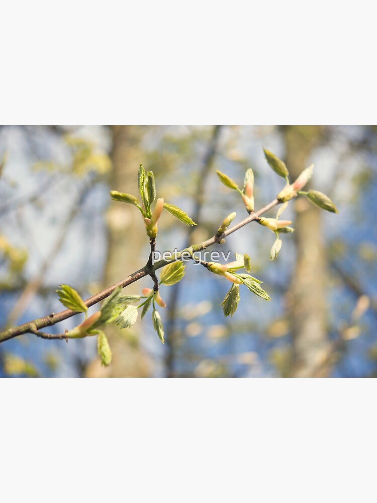 Day 291 - 26th April 2012 by petegrev