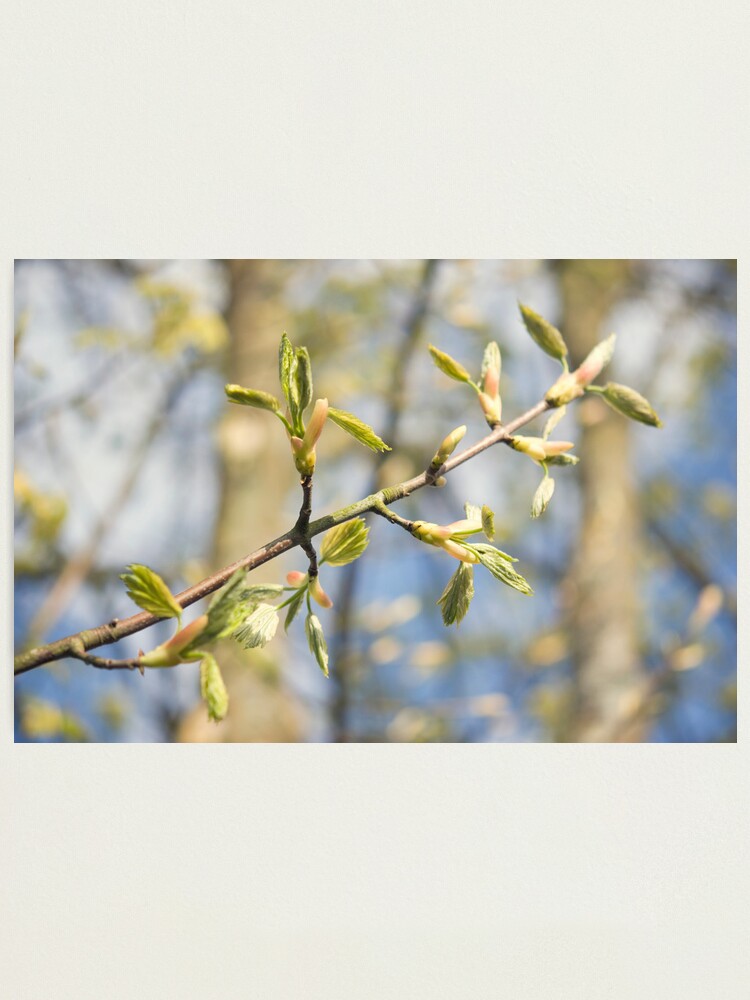 Alternate view of Day 291 - 26th April 2012 Photographic Print