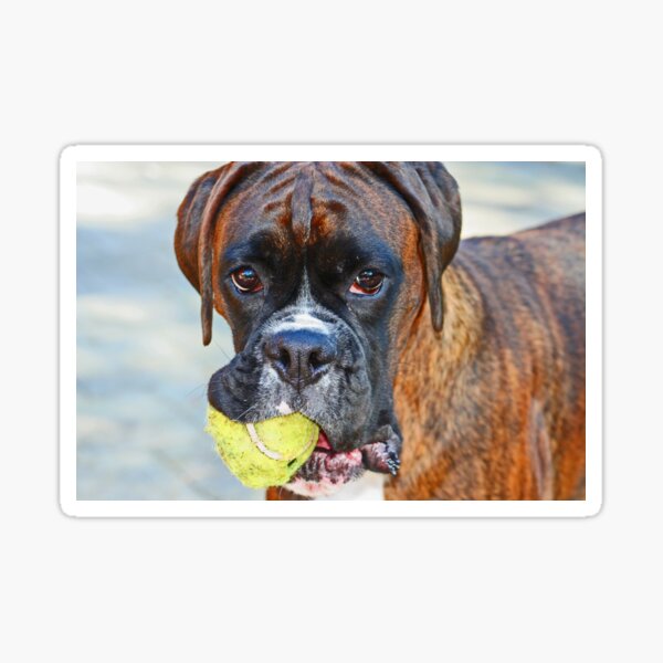Tennis anyone??... -Boxer Dogs Series- Sticker
