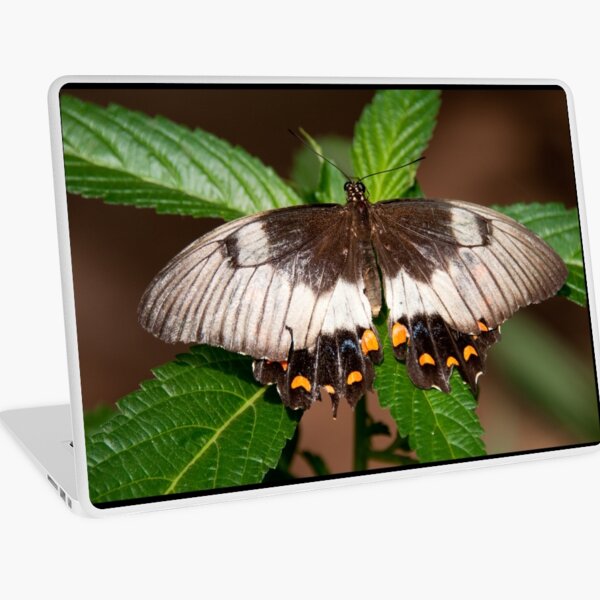 Orchard Swallowtail Butterfly, Northern Territory, Australia Laptop Skin