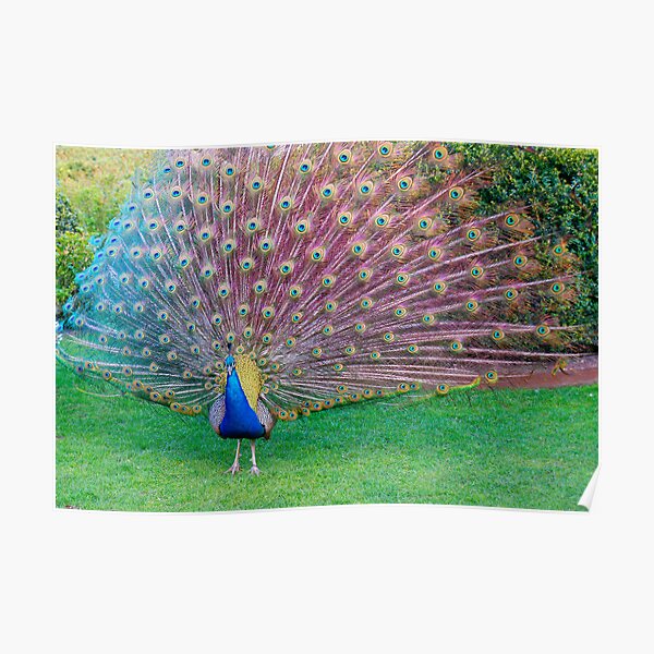 Peacock Poster