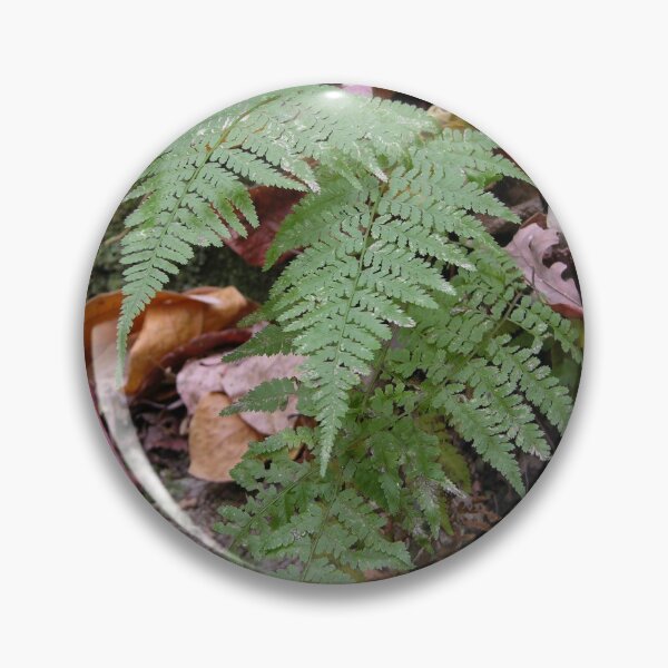 Artikelvorschau, Ferns at Rondel State Park entworfen und verkauft von circa24.