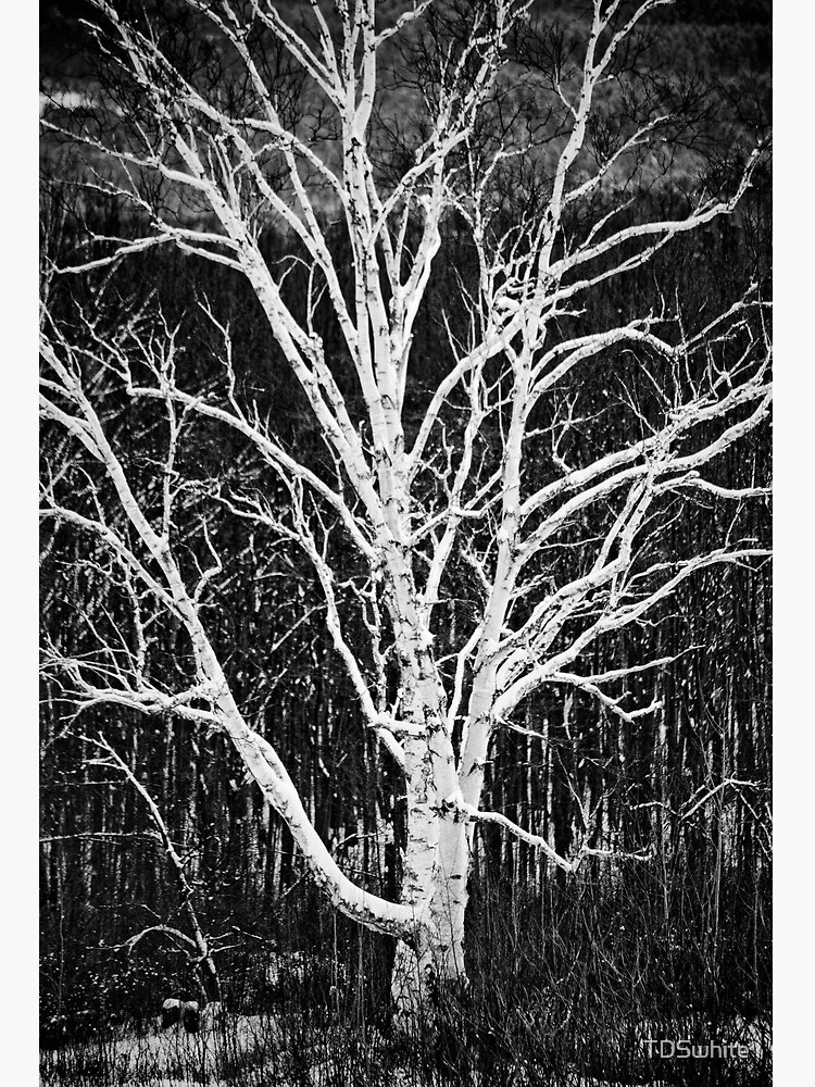 black and white birch tree art