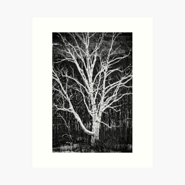 White Birch Tree In Black And White Art Print