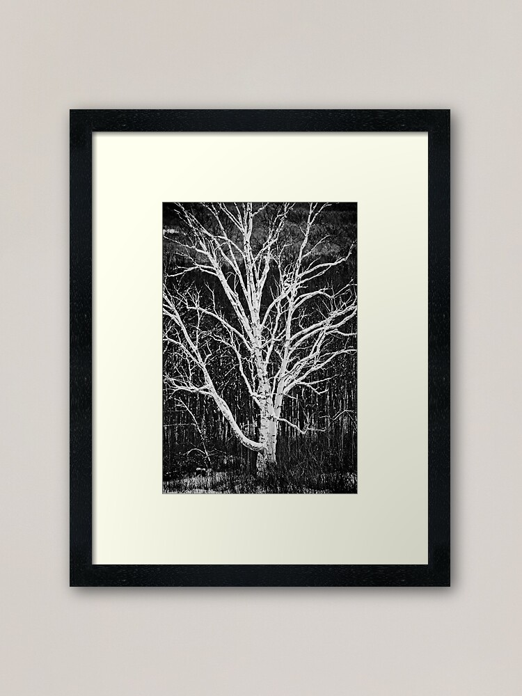 White Birch Tree In Black And White Framed Art Print By Tdswhite Redbubble