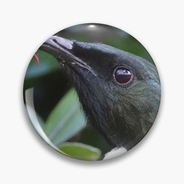 Item preview, Close-up Tui feeding on a flower designed and sold by lizdomett.