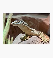 Monitor lizard Photographic Print