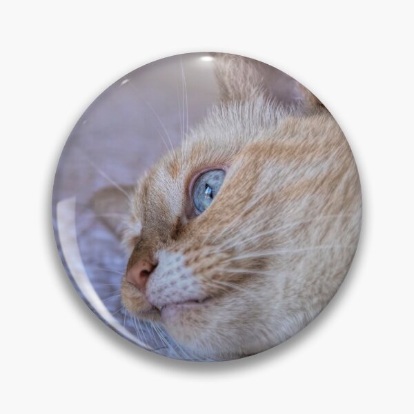 Item preview, Bored Flame Point Siamese Cat designed and sold by Elisabeth Lucas.