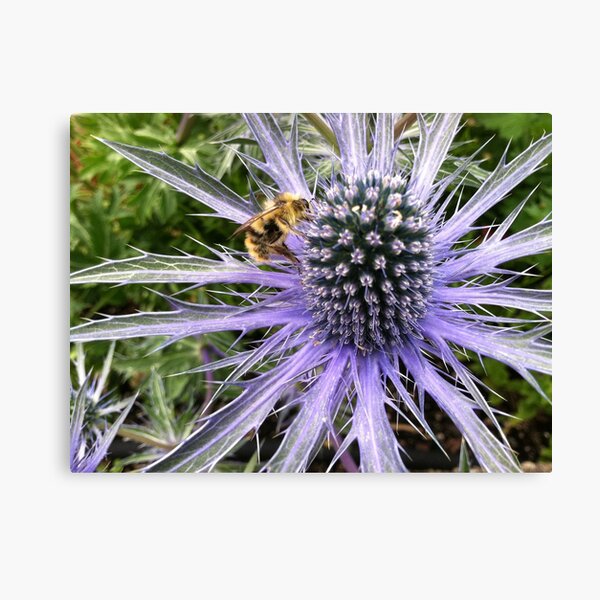 Sea Holly - Blue Glitter Canvas Print
