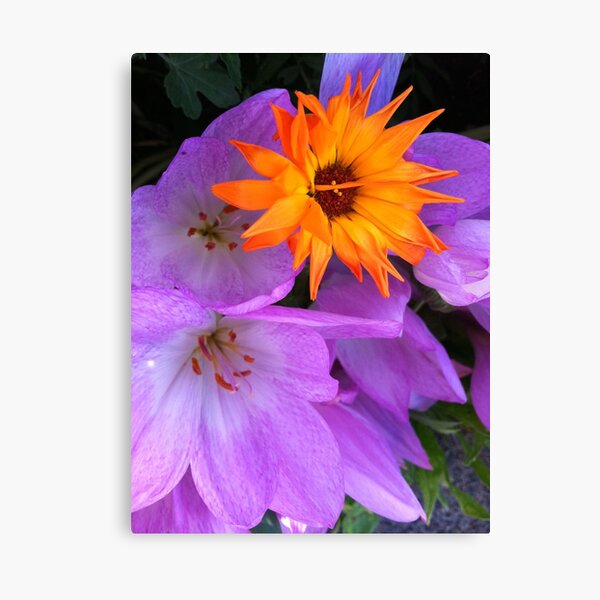 Crocus - fall blooming Canvas Print