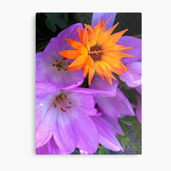 Crocus - fall blooming Metal Print