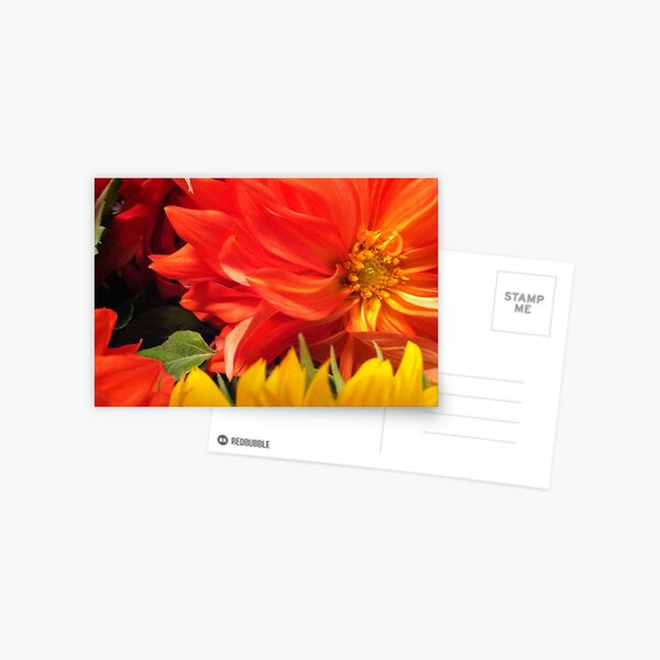 Dahlia Postcard