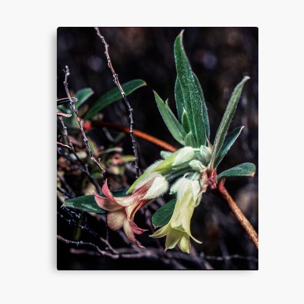 Item preview, Pink and yellow trumpets nr Mt Hope South Australia 19820907 0048 designed and sold by Fred Mitchell.
