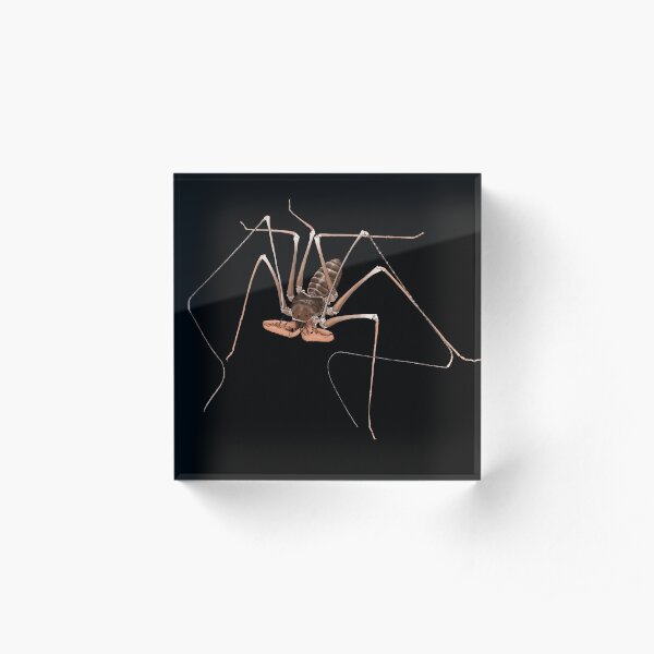 Acanthophrynus coronatus whip spider portrait Acrylic Block