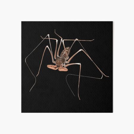 Acanthophrynus coronatus whip spider portrait Art Board Print