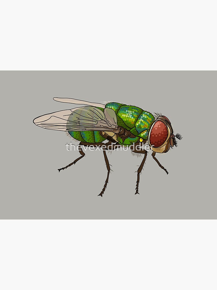Chrysomya megacephala blowfly by thevexedmuddler