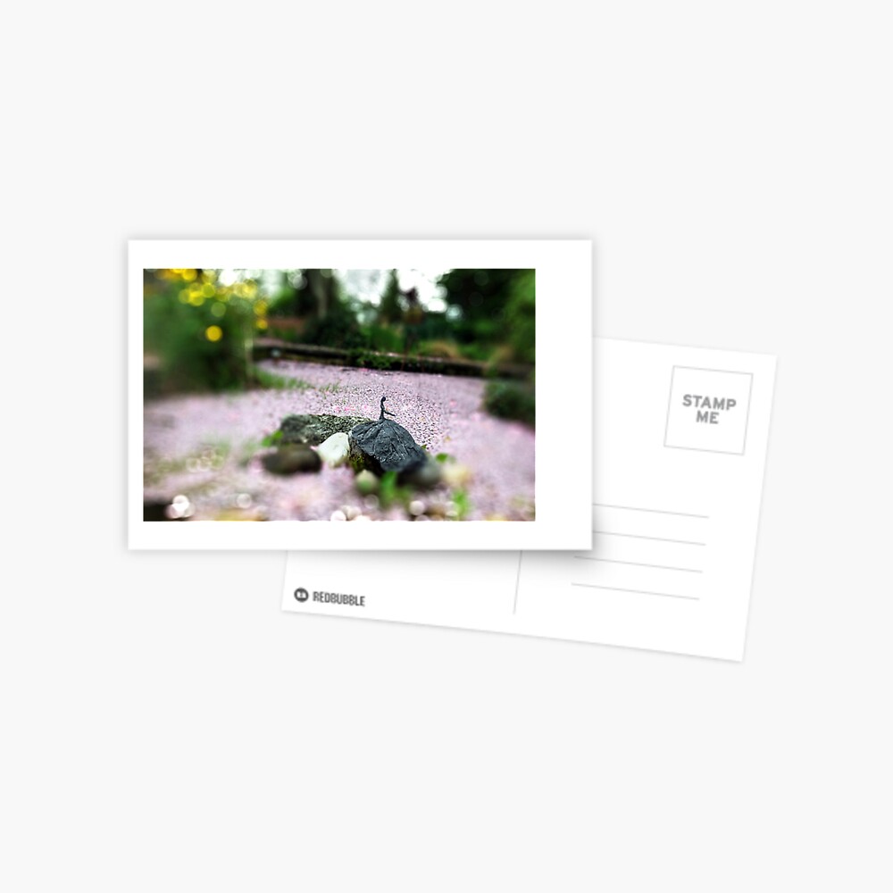 Cherry Blossom Composition Postcard